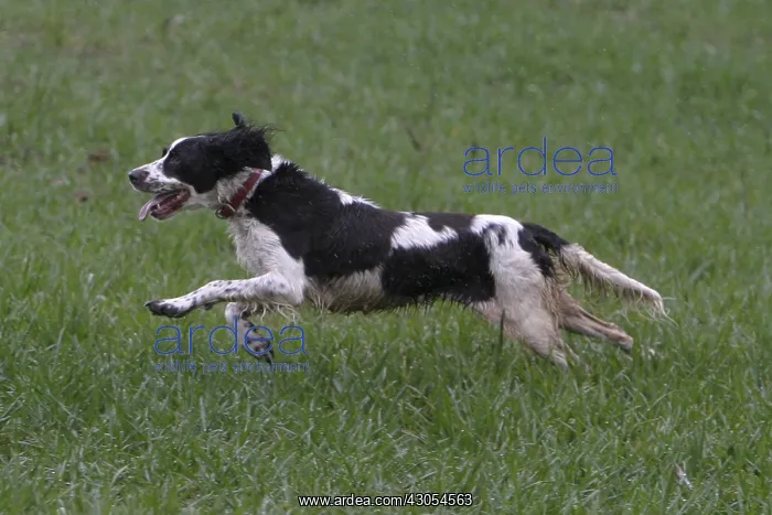 : French Spaniel galloping in a field France : French Spaniel galloping in a field France