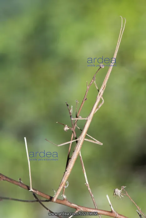  : French stick insect (Clonopsis gallica) climbing a dry twig, Piedmont, Italy