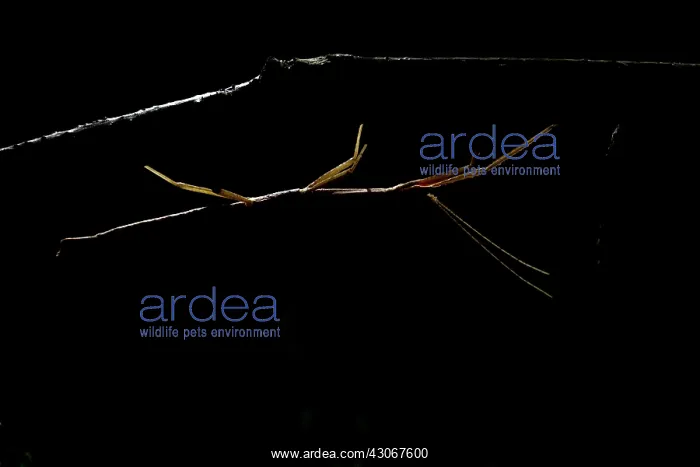 : French Stick Insect (Clonopsis gallica) at night : French Stick Insect (Clonopsis gallica) at night