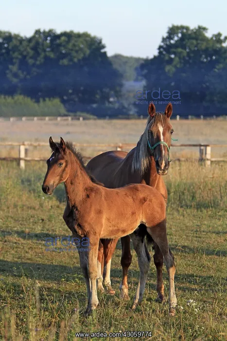 : French Trotter in the Haras de la Brosse of Pin : French Trotter in the Haras de la Brosse of Pin