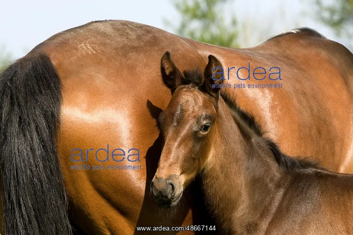 : French trotter horse, mare with foal, Normandy : French trotter horse, mare with foal, Normandy