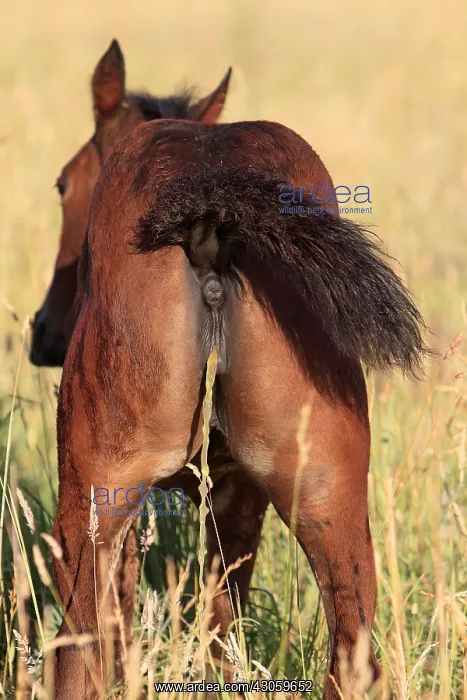 : French Trotter urinating Haras de la Brosse of Pin : French Trotter urinating Haras de la Brosse of Pin