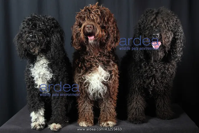 : French Water Dogs on black background : French Water Dogs on black background