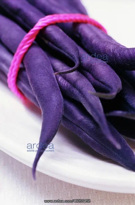 : FrenchBean : FrenchBean