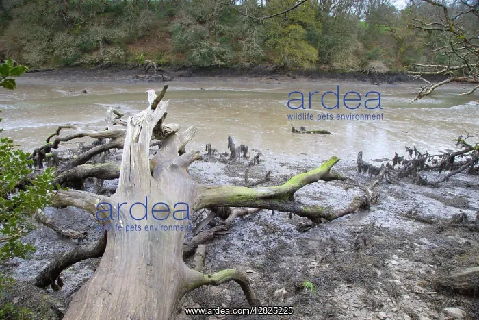 : Frenchman's Creek - Low Tide : Frenchman's Creek - Low Tide