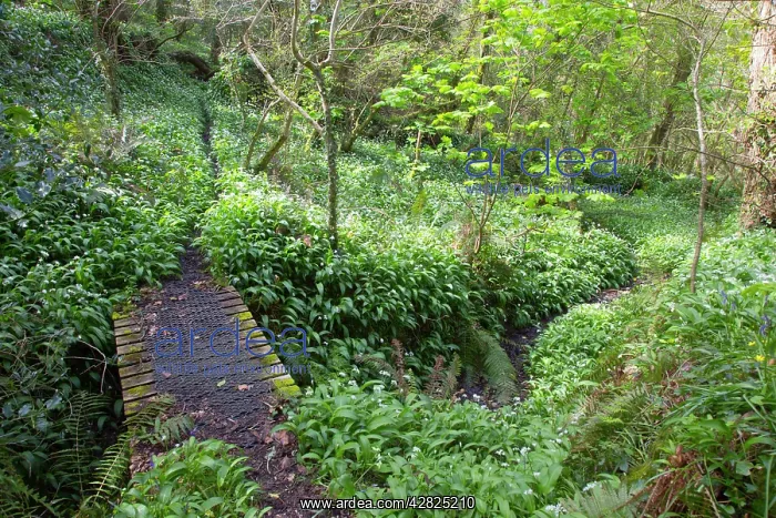 : Frenchman's Creek - Wild Garlic - Spring : Frenchman's Creek - Wild Garlic - Spring
