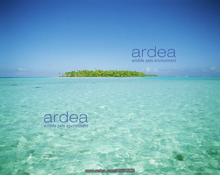 : FRENCHY POLYNESIA, Bora Bora : FRENCHY POLYNESIA, Bora Bora