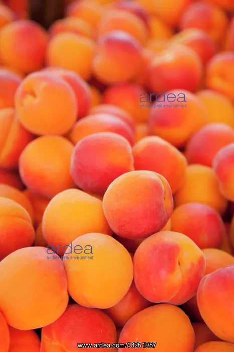 : Fresh apricots for sale at the market in : Fresh apricots for sale at the market in