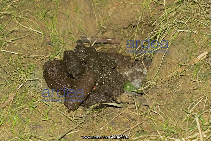 : Fresh badger dung : Fresh badger dung