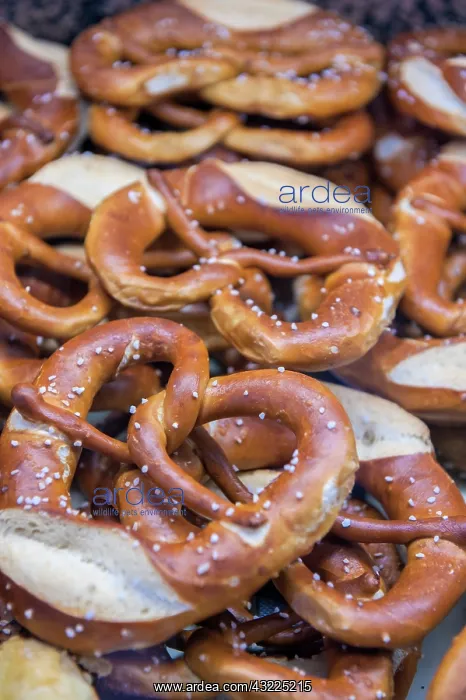 : Fresh baked pretzels in bakery, Wertheim : Fresh baked pretzels in bakery, Wertheim