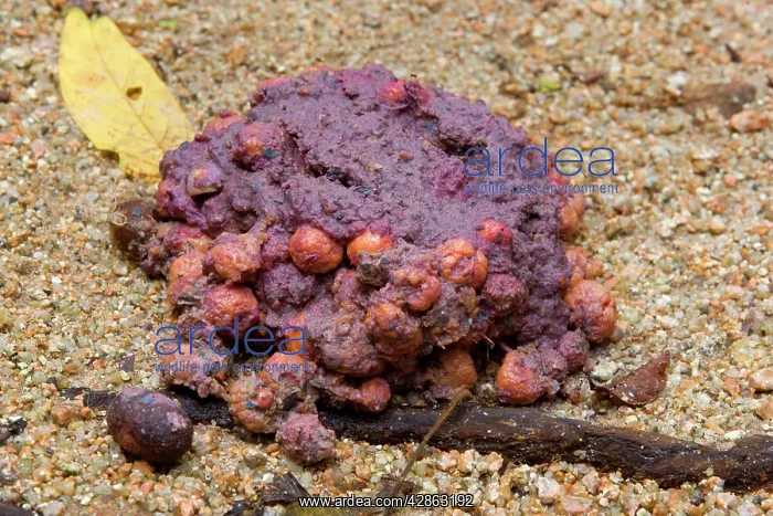 : fresh cassowary droppings : fresh cassowary droppings