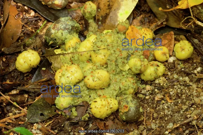 : fresh cassowary droppings : fresh cassowary droppings