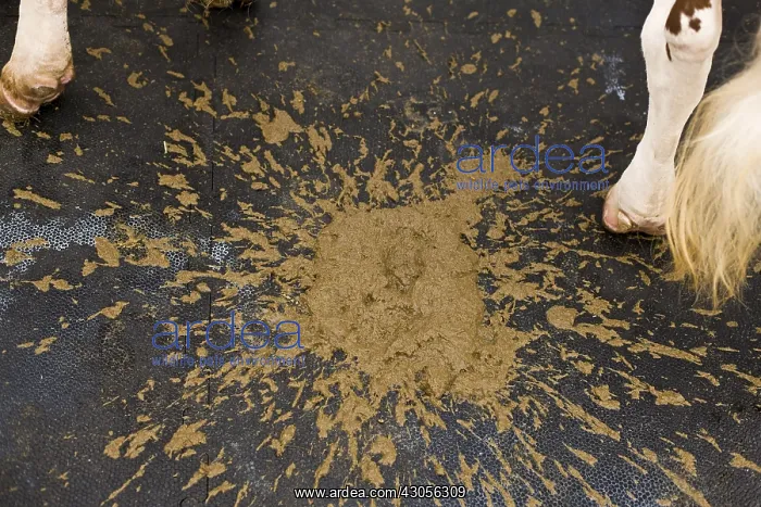 : A fresh cow dung France : A fresh cow dung France