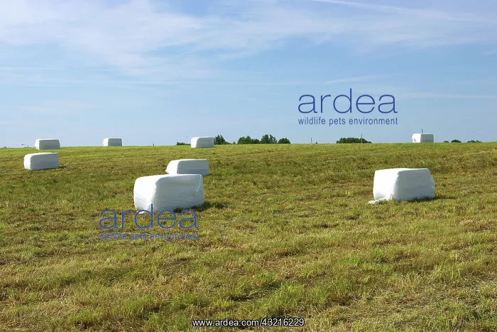 : Fresh Hay. Fresh hay preserved in plastic packaging : Fresh Hay. Fresh hay preserved in plastic packaging