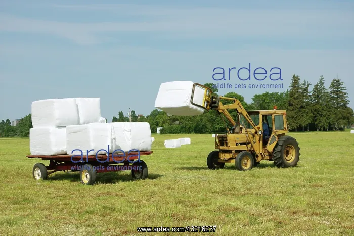 : Fresh Hay. Tractor moving fresh hay preserved in plastic packaging : Fresh Hay. Tractor moving fresh hay preserved in plastic packaging