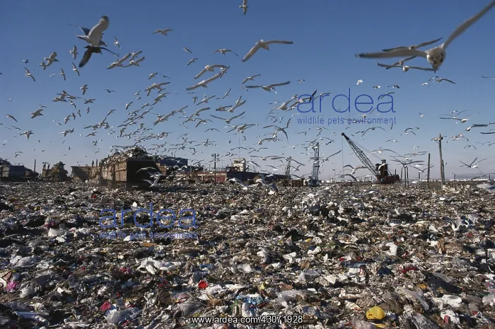 : Fresh Kills Landfill : Fresh Kills Landfill