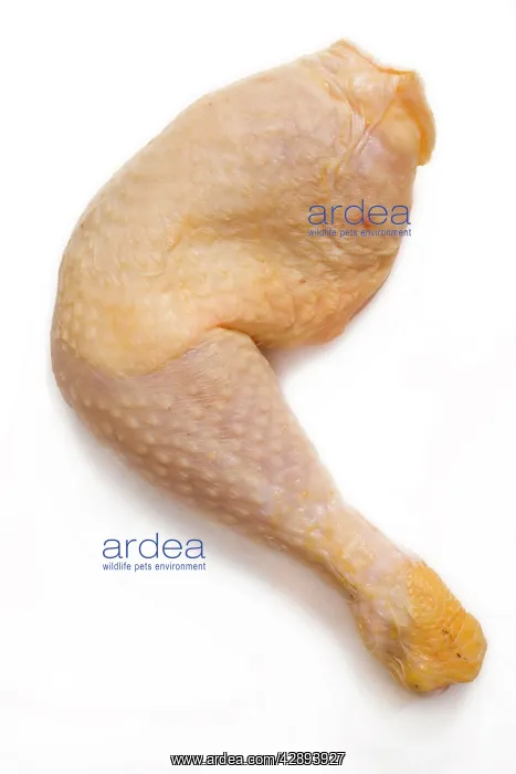  : Fresh Meat - Chicken - leg and thigh