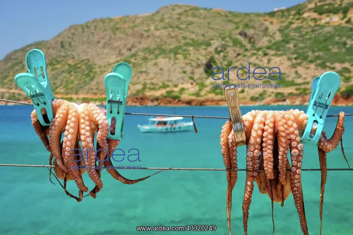  : Fresh octopus drying on the rope on sun with turquoise