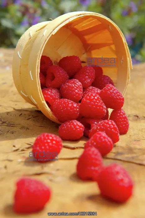 : Fresh raspberries : Fresh raspberries