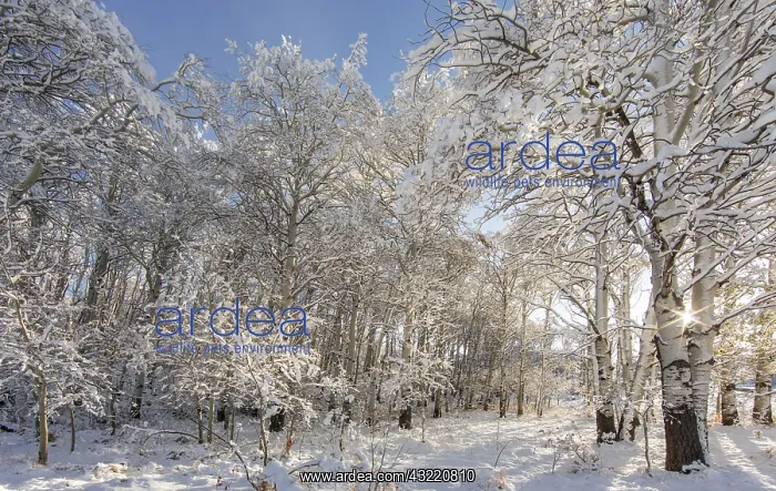 : Fresh snowfall on autumn quaking aspen trees : Fresh snowfall on autumn quaking aspen trees