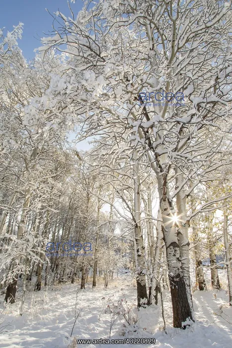 : Fresh snowfall on autumn quaking aspen trees : Fresh snowfall on autumn quaking aspen trees