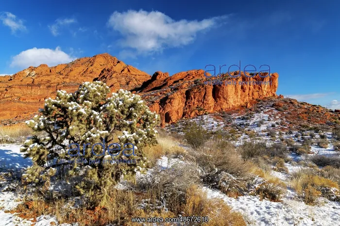 : Fresh snowfall on cholla cactus and reefs in Red Cliffs : Fresh snowfall on cholla cactus and reefs in Red Cliffs