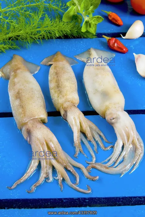: Fresh squids (Onychoteuthis banksii) : Fresh squids (Onychoteuthis banksii)