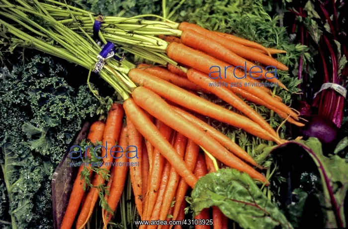 : Fresh Vegetables : Fresh Vegetables