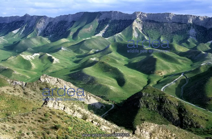 : Fresh vegetation on mountain slopes : Fresh vegetation on mountain slopes