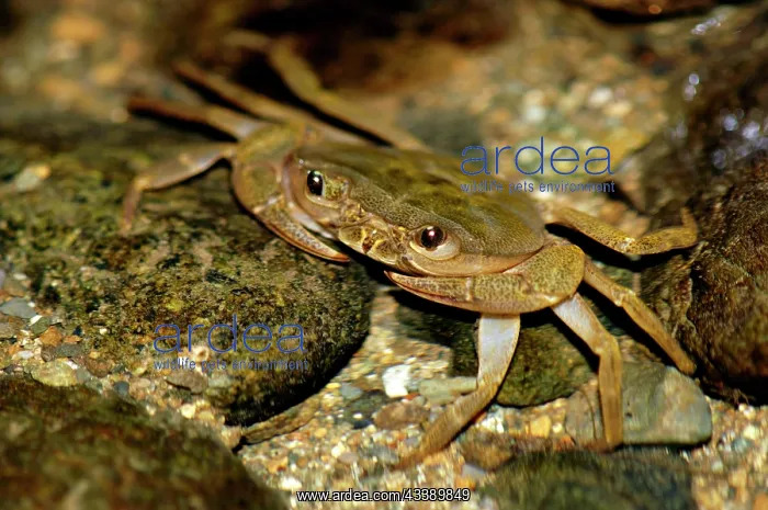 : Fresh-water crab (unidentified) waits for prey : Fresh-water crab (unidentified) waits for prey