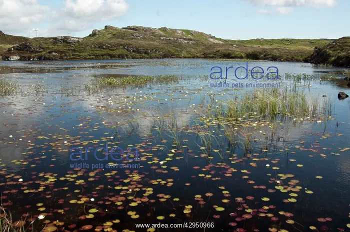 : Fresh water loch with white water lilies : Fresh water loch with white water lilies