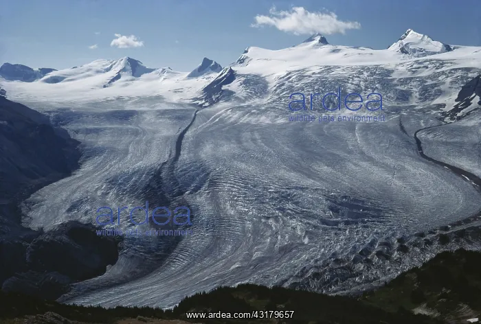 : Freshfield Glacier : Freshfield Glacier