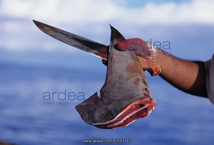 : Freshly cut dorsal fin of Scalloped Hammerhead Shark : Freshly cut dorsal fin of Scalloped Hammerhead Shark