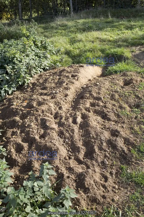 : Freshly excavated soil outside badger sett Cotswolds : Freshly excavated soil outside badger sett Cotswolds