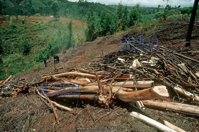 : Freshly felled trees awaiting charcoal burning in Aberdares : Freshly felled trees awaiting charcoal burning in Aberdares