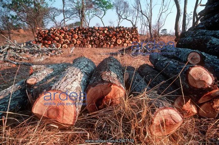 : Freshly felled trees inmiombo woodland awaiting : Freshly felled trees inmiombo woodland awaiting