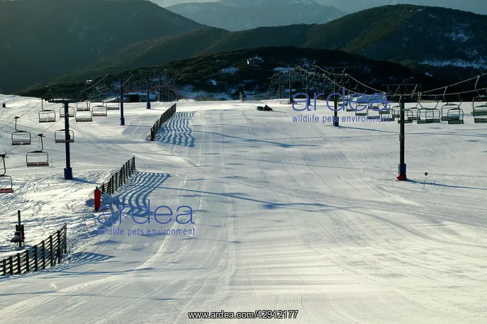 : Freshly groomed ski run - Bourke Street, Mount : Freshly groomed ski run - Bourke Street, Mount