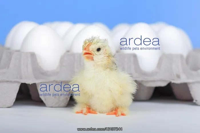 : Freshly hatched kitchens, Switzerland, Europe : Freshly hatched kitchens, Switzerland, Europe