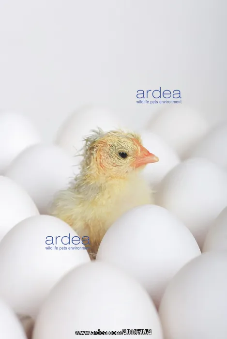 : Freshly hatched kitchens, Switzerland, Europe : Freshly hatched kitchens, Switzerland, Europe