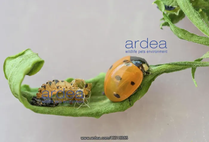  : Freshly hatched Seven-spott ladybird (Coccinella