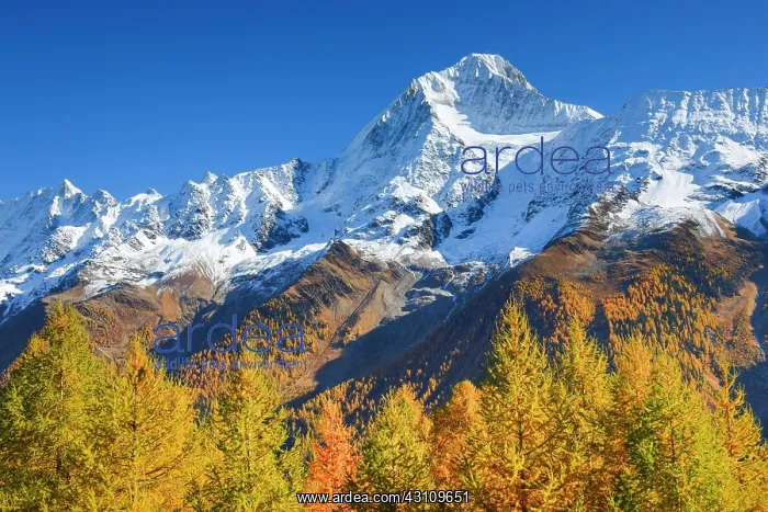 : Freshly snow-covered Bietschhorn, 3934m in front : Freshly snow-covered Bietschhorn, 3934m in front