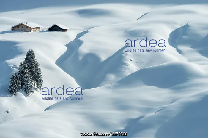: Freshly snow-covered winter landscape with an alp : Freshly snow-covered winter landscape with an alp
