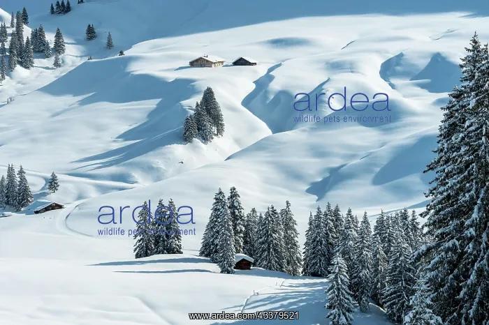 : Freshly snow-covered winter landscape with an alp : Freshly snow-covered winter landscape with an alp
