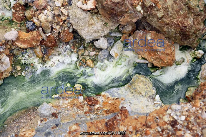 : Freshwater Algae : Freshwater Algae