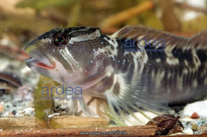: Freshwater blenny - adult male - in water : Freshwater blenny - adult male - in water