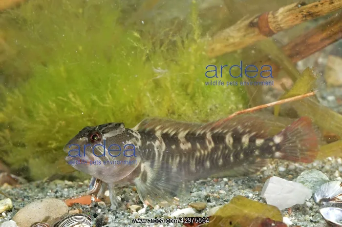 : Freshwater blenny - adult male - in water : Freshwater blenny - adult male - in water