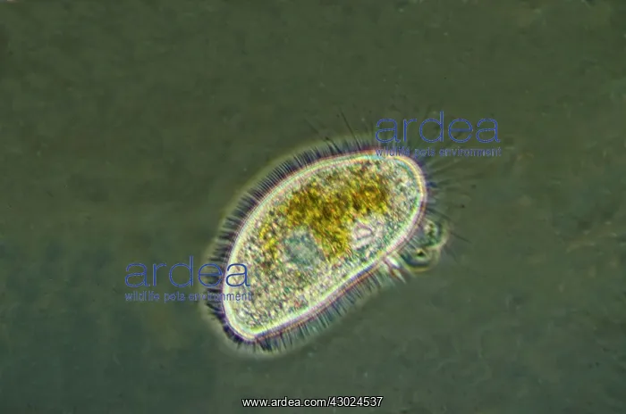 : Freshwater Ciliates : Freshwater Ciliates