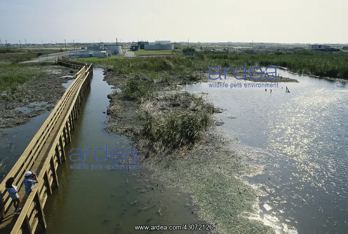  : Freshwater Coastal Marsh, Texas