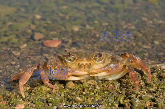 : Freshwater Crab : Freshwater Crab