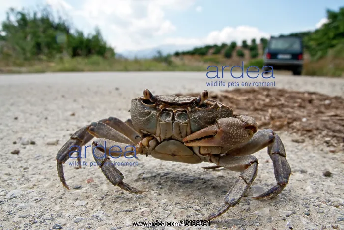 : Freshwater Crab : Freshwater Crab